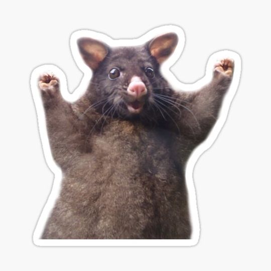 Discover Wahoo!!!! Hell Yeah!! Optimistic Possum