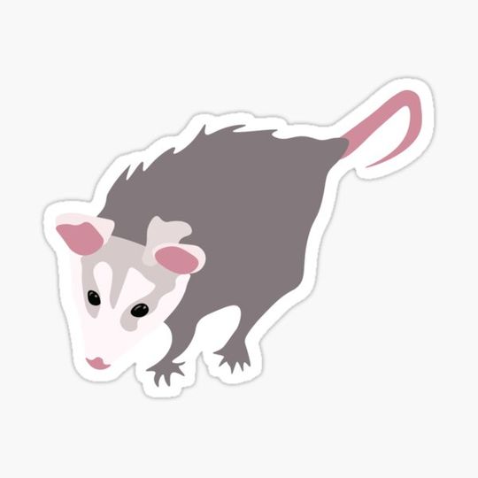 Discover Possum (3)