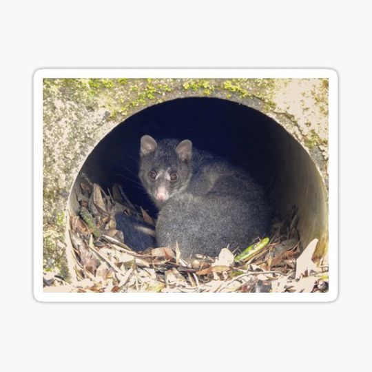 Discover Brush Tailed Possum