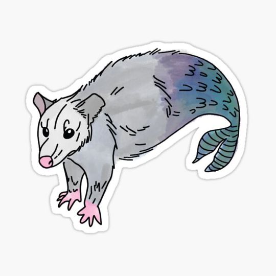 Discover Possum Mermaid
