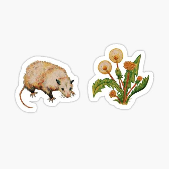Discover Possum and Dandelions