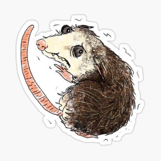 Discover Frightened Possum