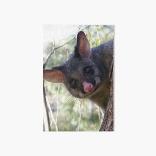Discover Brushtail Possum