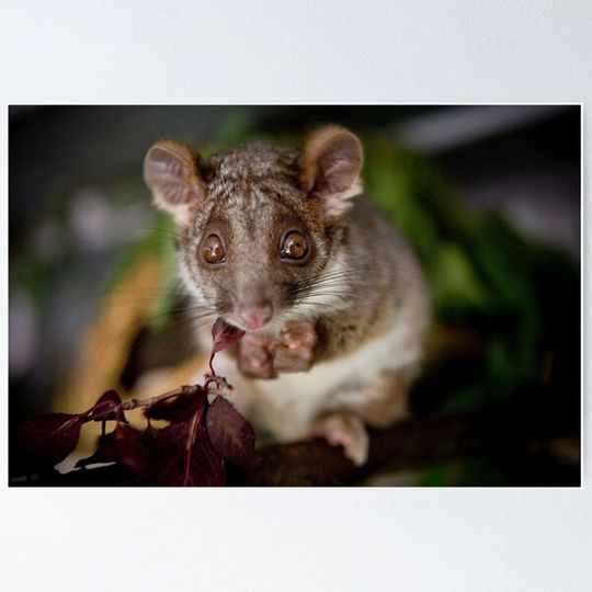 Discover "Gumnut" Ringtail Possum