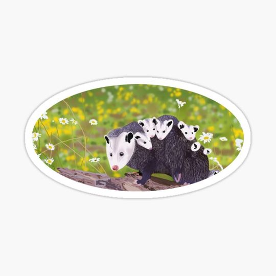 Discover Possum family