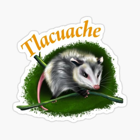 Discover Opossum opossum
