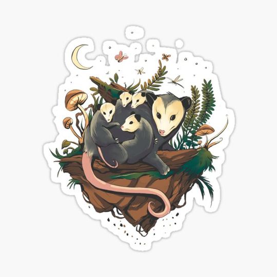 Discover possum family