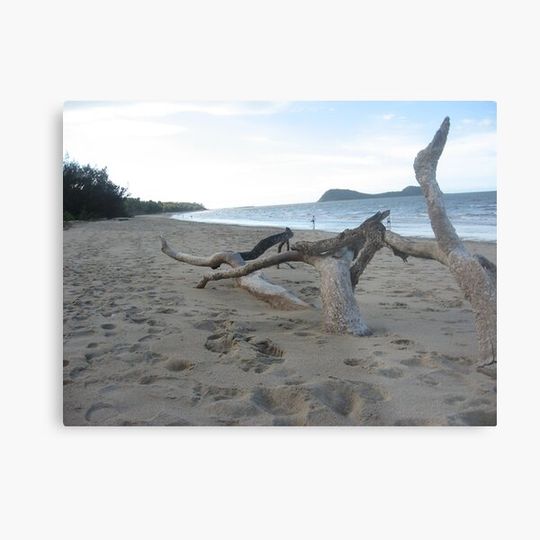 Discover Palm Cove