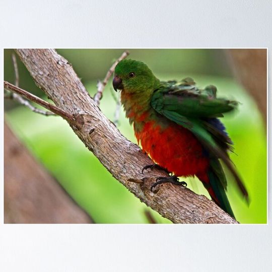 Discover shakin my tail feather