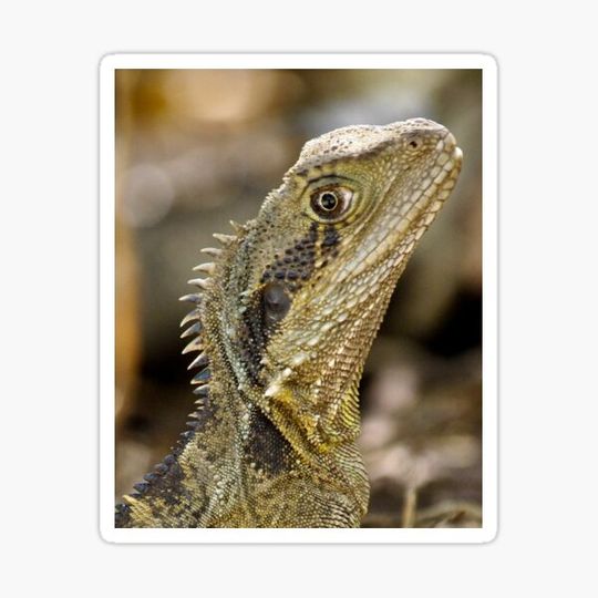 Discover Eastern Water Dragon