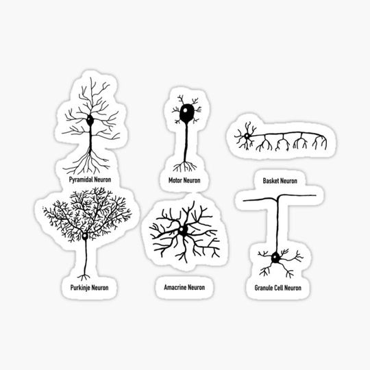 Discover Types Of Neurons