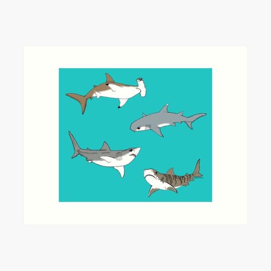 Discover Sharks!