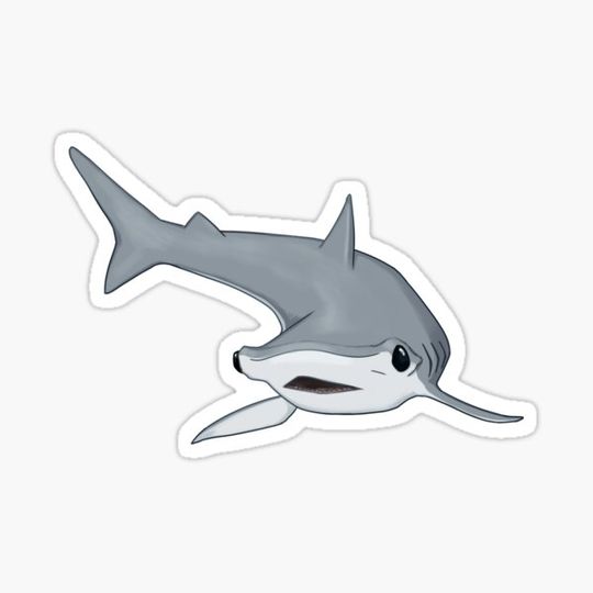 Discover Baby Hammerhead Shark