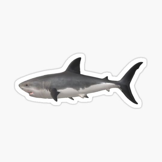 Discover Grey Shark