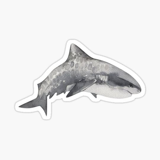 Discover Tiger Shark | Peri Purple | Watercolour Sea Creature