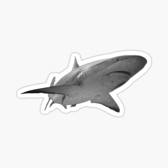 Discover Shark
