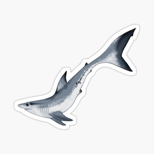 Discover Mako Shark