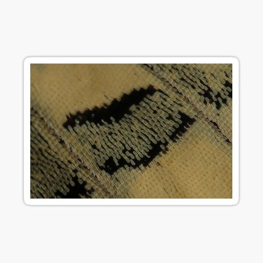 Discover butterfly wings