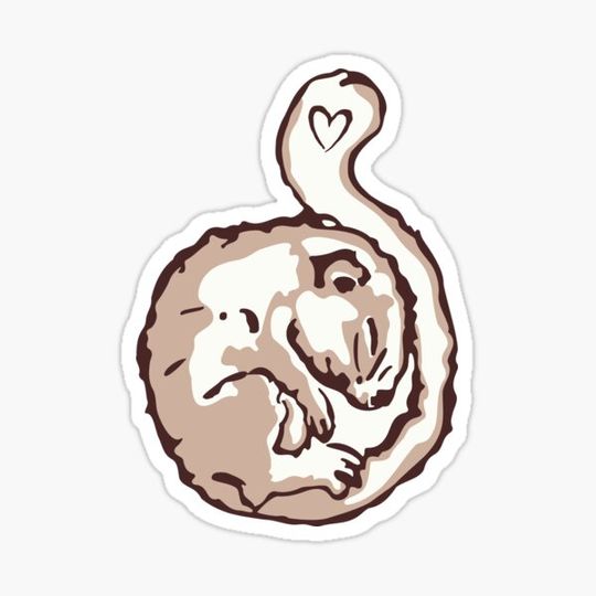 Discover hazel dormouse