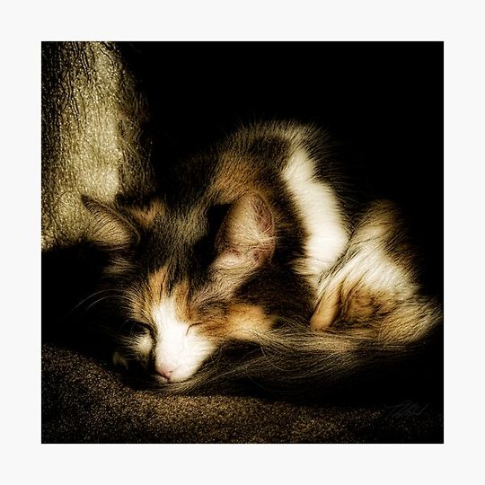 Discover Lilly Sleeping