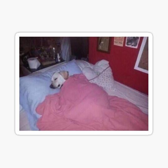Discover Tucked In Sleeping Dog Meme