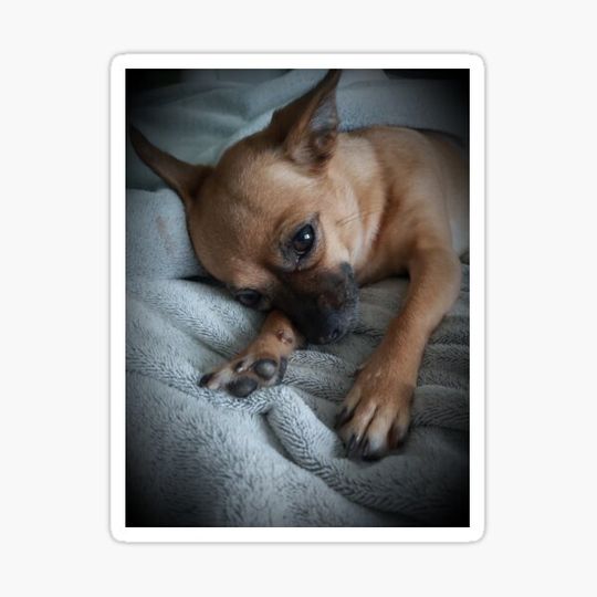 Discover Sleeping puppy