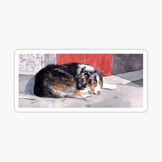 Discover Sleeping Border Collie