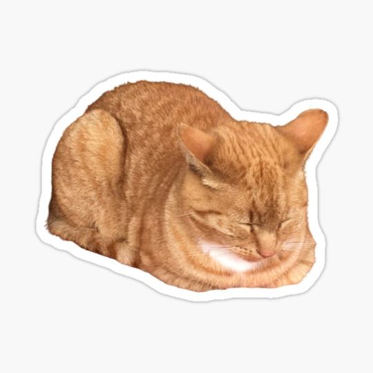 Discover Sleeping cat