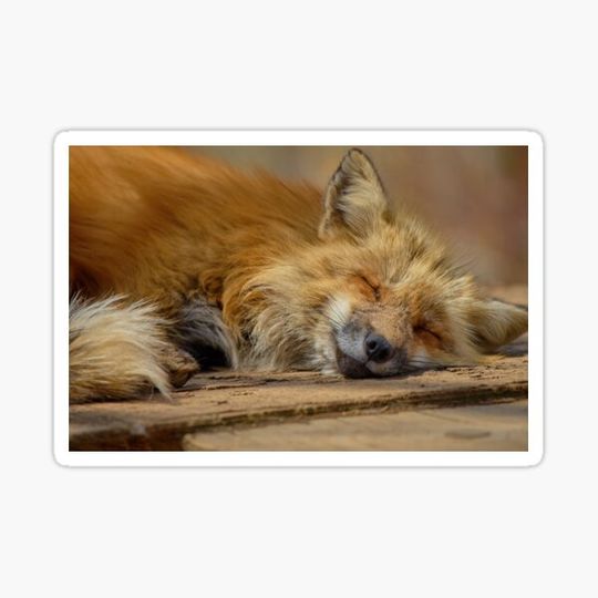 Discover SLEEPING FOX