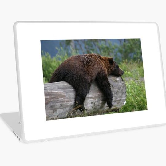 Discover Bear Sleeping