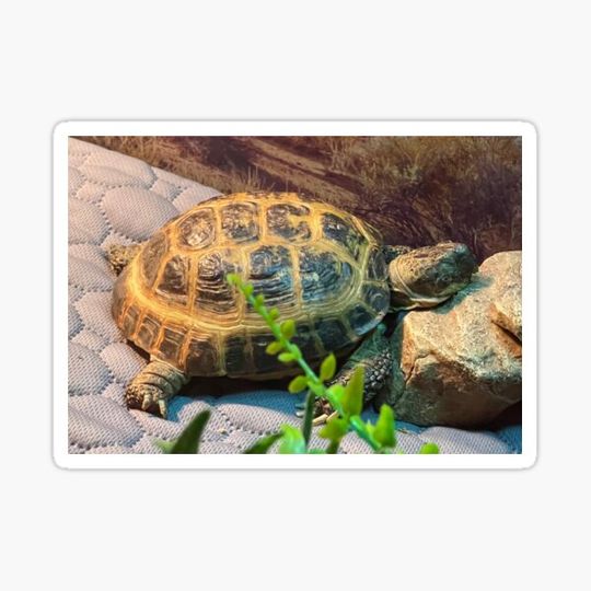 Discover Tortious sleeping