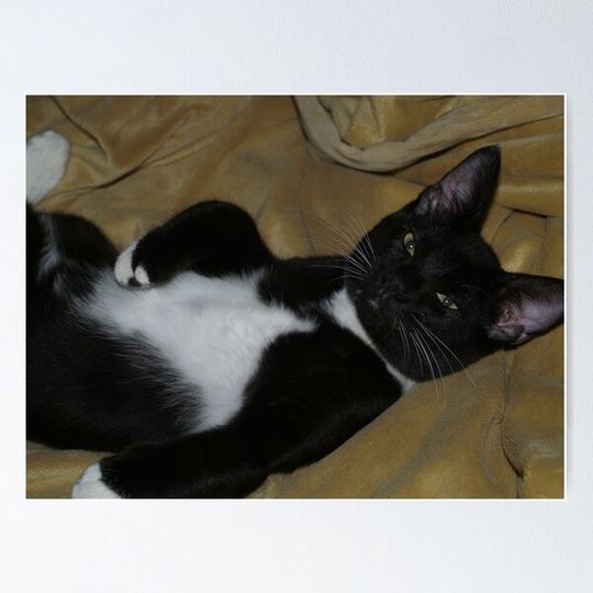 Discover TUX A sleep all sprawled out