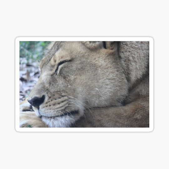 Discover Lion, Lioness Sleeping