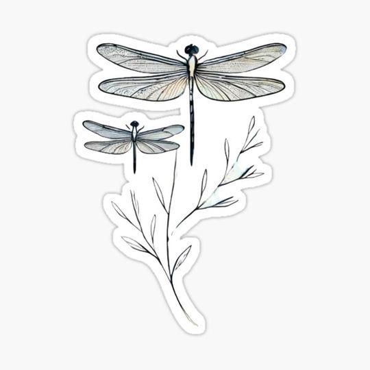 Discover dragonflies