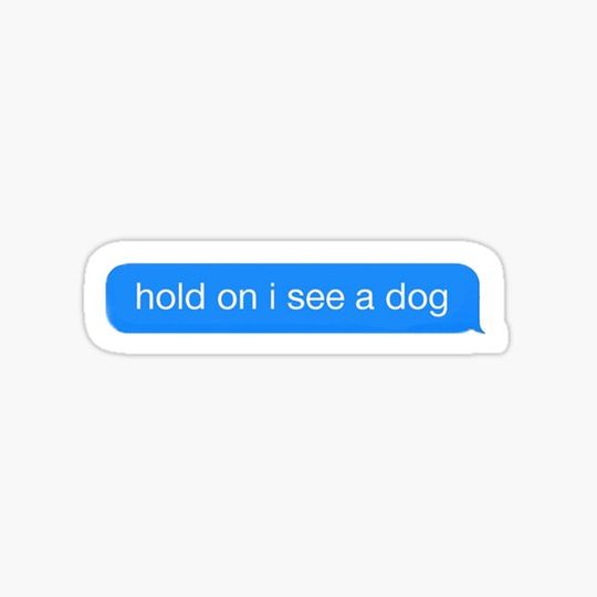 Discover hold on i see a dog