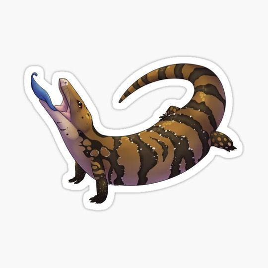 Discover Blue Tongue Skink