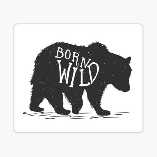 Discover Born wild bear on a walk
