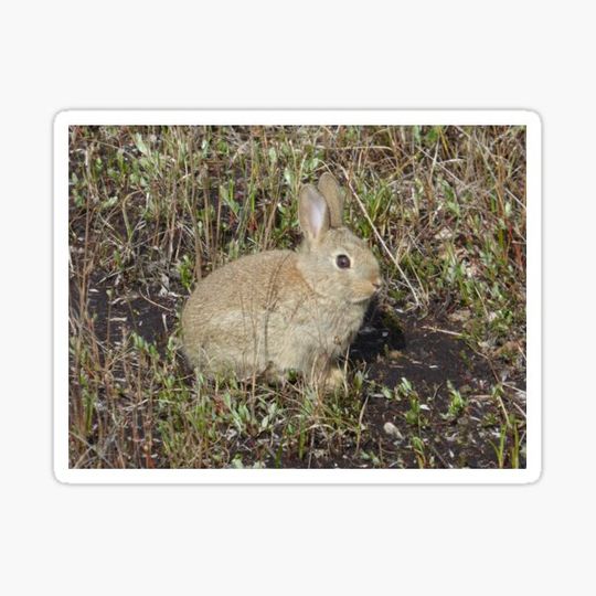 Discover Wild rabbit