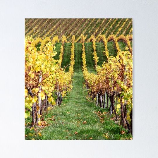 Discover ~ Hills and Vines ~