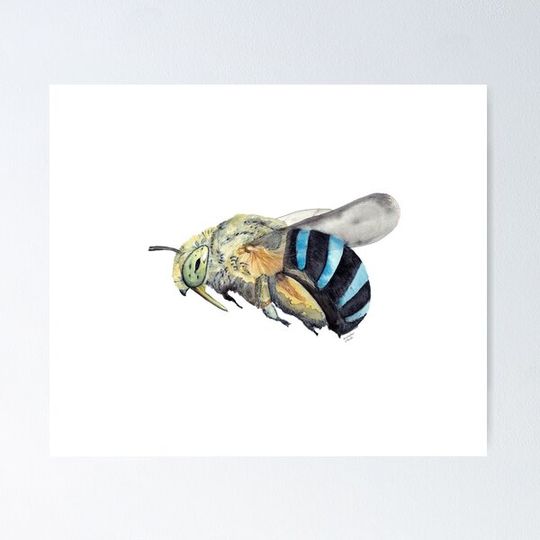Discover Australian Blue-Banded Bee