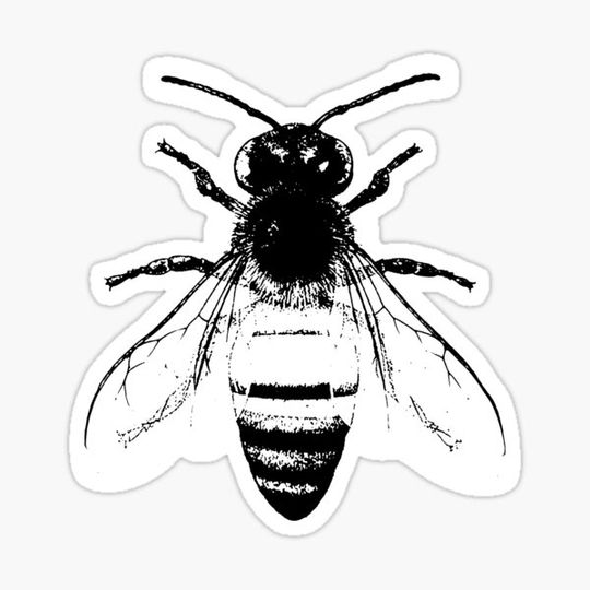 Discover bee