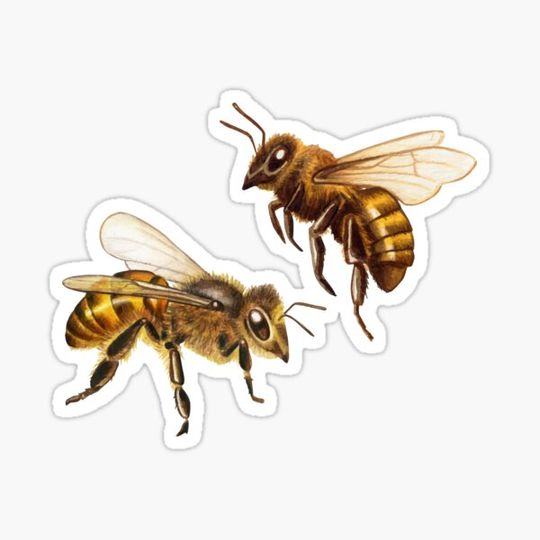 Discover Happy Bee collects honey