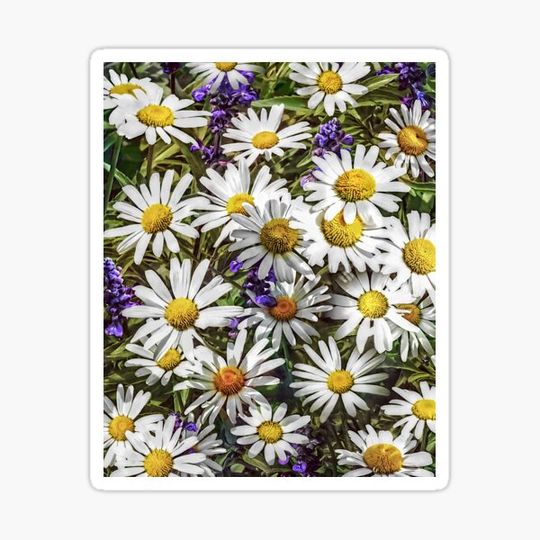 Discover Daisies and Delphinium