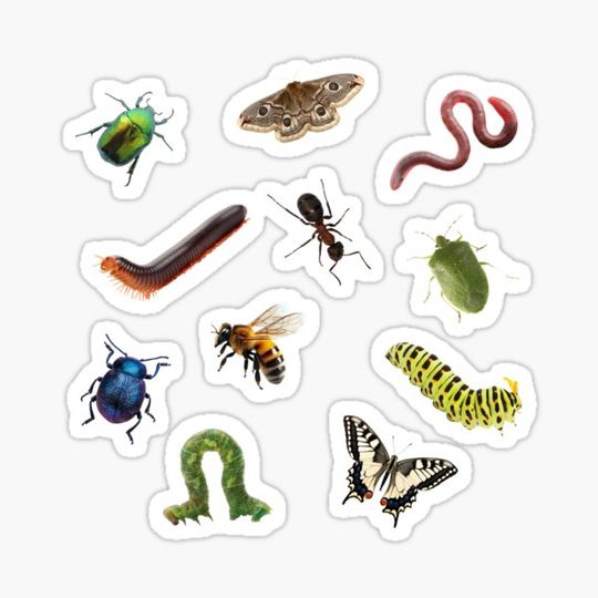 Discover Insects and Bugs Sticker Pack
