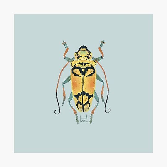 Discover beetle drawing