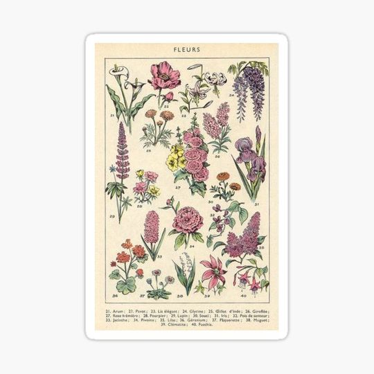 Discover Flowers