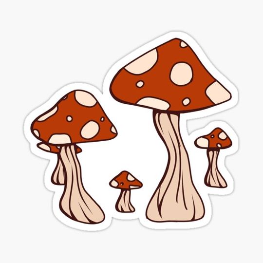 Discover mushrooms
