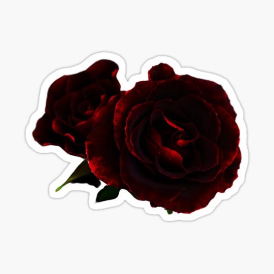 Discover DARK RED ROSE