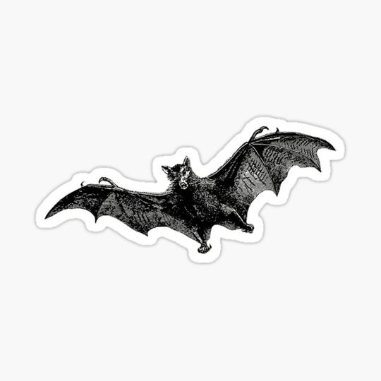 Discover Bat