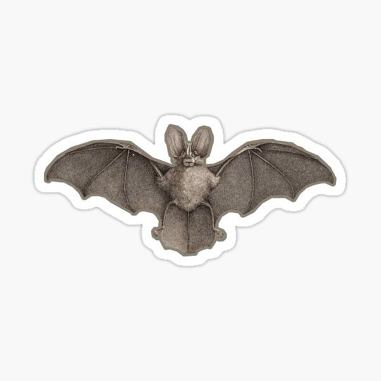 Discover Vintage Bat Illustration